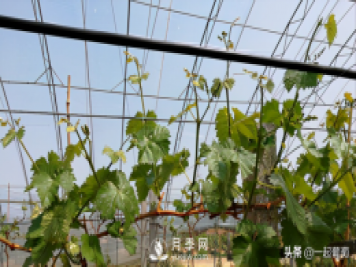 掌握規(guī)律合理摘心，讓陽光玫瑰葡萄聽話
