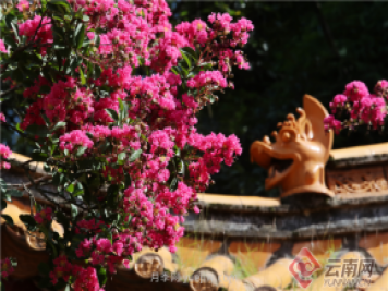 昆明300年古樹(shù)紫薇盛夏綻放花景美