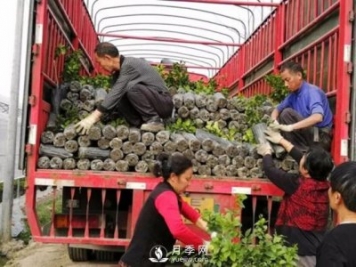 苗木運(yùn)輸這樣搞，才能省錢