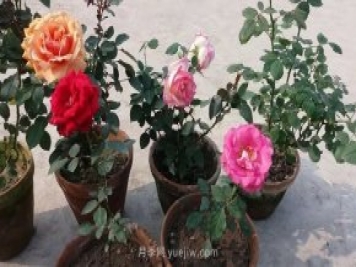 盆栽月季度夏養(yǎng)護(hù)手冊(cè)，病蟲害防治和促花技巧