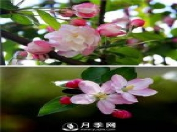 海棠花，與牡丹、蘭花、梅花并稱為“中國春花四絕”