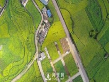 云南曲靖：羅平八十萬(wàn)畝油菜花開(kāi)春滿園