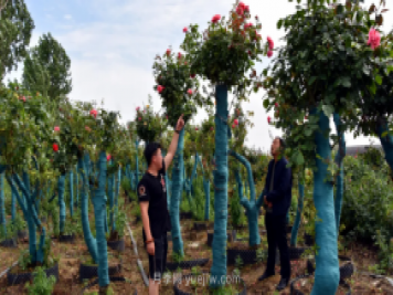 古樁月季繁花似錦，美麗經(jīng)濟花開鎮(zhèn)平