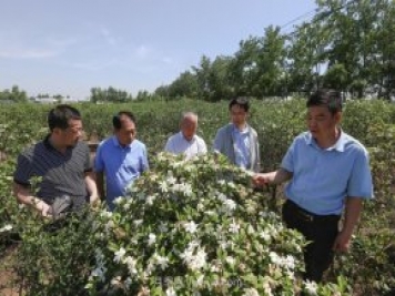 唐河唐梔子，地標農(nóng)產(chǎn)品成農(nóng)民增收致富的朝陽產(chǎn)業(yè)
