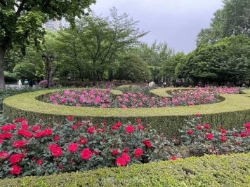 上海復(fù)興公園月季園，月季花開(kāi)獻(xiàn)給市民的視覺(jué)盛宴