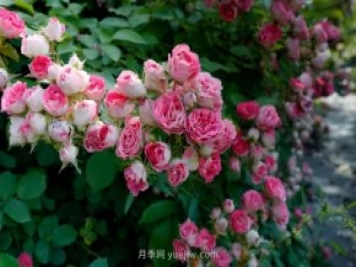 胭脂扣月季，多季開花的藤本，花期長，單枝條開花幾十朵