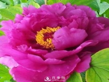 牡丹花中之王，推薦8個(gè)品種絕對驚艷到你
