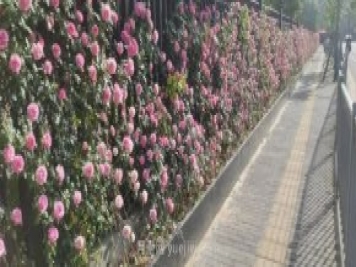 上海順平路2520株艾拉絨球月季點(diǎn)亮初夏