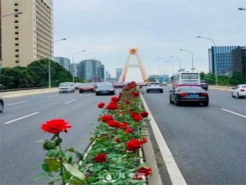 “高顏值”大花月季上街！四川成都立交橋月季花帶來了！