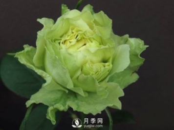 月季的嫁接方法你知道嗎？