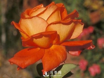 水溶肥——專門為月季調(diào)配的肥料