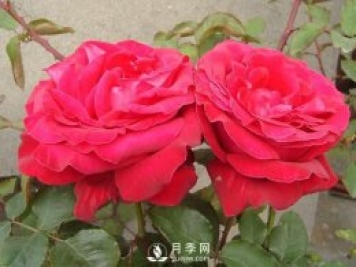 藤本月季如何多開花？裸根灌木月季如何種植？