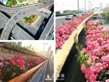 月季園林大觀，月季扮靚各大城市！