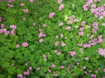 紅花滿天星的修剪養(yǎng)殖方法和注意事項(xiàng)