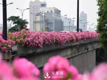 100余萬(wàn)株月季引進(jìn)，2020年太原市將變身玫瑰之都