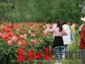 襄陽(yáng)?？担汉?jiǎn)家坪村月季花海引來(lái)眾多游客打卡