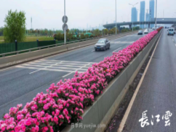 南陽月季美化武漢花城，百條道路月季開到爆街
