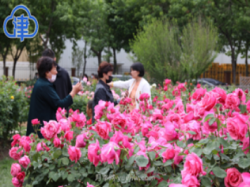 稀有月季品種競(jìng)相綻放 天津經(jīng)開區(qū)成月季花城