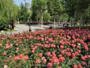 石家莊東環(huán)公園的月季正值盛花期，快來打卡