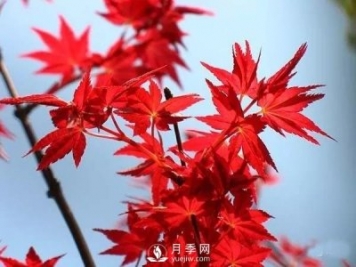 成都園林綠化中景觀樹選擇和知識