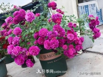 新年養(yǎng)盆香水月季，花朵香飄滿屋，陽臺(tái)盆栽佳品