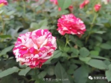 山東東營：月季盛開，這里的春天，太美了