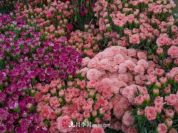 中國6大花市，全國花卉批發(fā)市場介紹