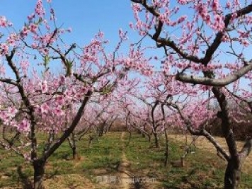 各地賞花經(jīng)濟(jì)興起，這些月季苗木又火了一把