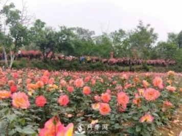 2021四川綿陽(yáng)百萬(wàn)醉美月季花海藝術(shù)節(jié)，4月15日盛大開(kāi)幕有福利