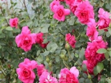 大游行用來做花墻，不錯(cuò)的選擇！