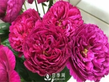 月季花施肥方法 超級(jí)詳細(xì)