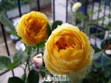 金絲雀月季葉黃長斑掉葉咋辦？