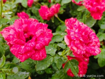 月季花開(kāi)哈爾濱師大