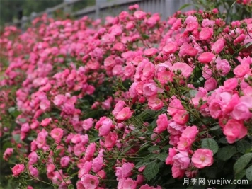 金華職院月季花墻，校園美麗多彩