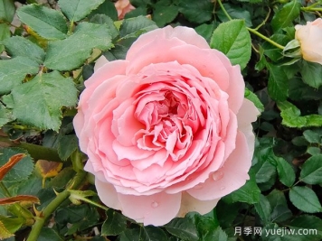 非常值得養(yǎng)的6種月季花，花美抗病四季開(kāi)花