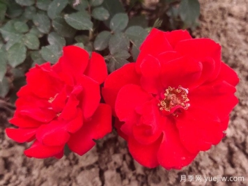 不同顏色的月季花語是什么？