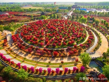 南陽(yáng)三大月季園，賞花游園指南請(qǐng)收好！