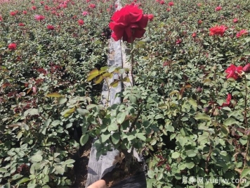 種植月季為什么要施肥？