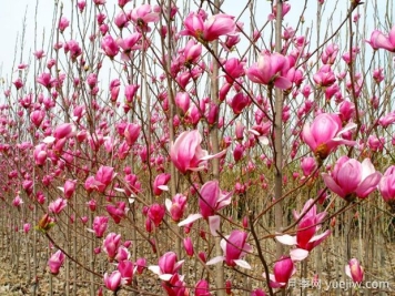 鎮(zhèn)平玉蘭基地，玉蘭花開醉春風(fēng)