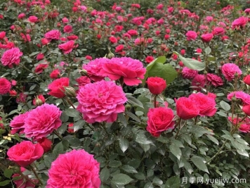 蚌埠好玩的景點(diǎn)盤點(diǎn)，還有月季園
