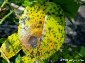 月季銹病用什么藥效果好？