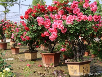 ?樹(shù)狀月季春季花后修剪攻略，復(fù)花靠剪