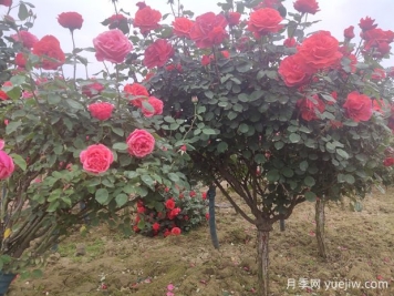 喬木、灌木、藤本植物養(yǎng)護技術規(guī)范