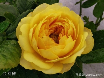 微型月季金絲雀優(yōu)缺點都不少，養(yǎng)護做好兩個點花開不斷