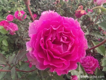 天方夜譚月季，讓陽臺(tái)芬芳四溢