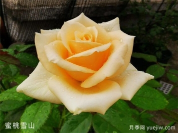 蜜桃雪山月季，黃色系月季經(jīng)典品種