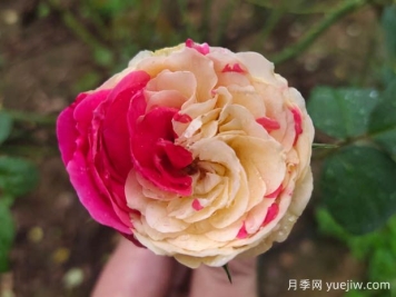 風(fēng)月月季難養(yǎng)嗎？值不值得入
