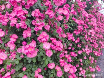 月季花墻