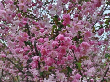 海棠花養(yǎng)護(hù)秘籍，打造繁花似錦的美景