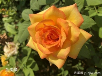 金獎(jiǎng)?wù)略录緝?yōu)缺點(diǎn)？適合新手養(yǎng)護(hù)嗎？